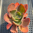 Echeveria 'Goiabinha' Variegated (100% Grown In House) 2" Succulent Plant