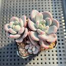 Pachyveria sp. Cluster 3"-4" Succulent Plant