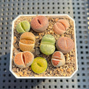 Collection of Lithops 2" Succulent Plant