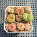 Collection of Lithops 2" Succulent Plant