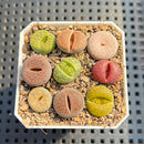 Collection of Lithops 2" Succulent Plant