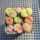 Collection of Lithops 2" Succulent Plant