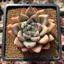 Echeveria 'Cielo' 2" Succulent Plant Cutting