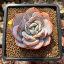 Echeveria 'Cream Tea' 2" Succulent Plant Cutting