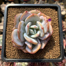 Echeveria 'Cream Tea' 2" Succulent Plant Cutting