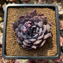 Echeveria 'Black Raccoon' 2" Exceptional Clone Succulent Plant Cutting