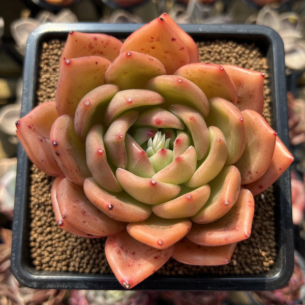 orange echeveria succulent Echeveria 'Orange Champaign' 3" Succulent Plant Cutting – True Succulents  Plant Co