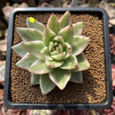 Echeveria Agavoides 'Elkhorn' Variegated 2"-3" Succulent Plant Cutting