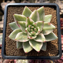 Echeveria Agavoides 'Elkhorn' Variegated 2"-3" Succulent Plant Cutting