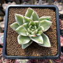 Echeveria Agavoides 'Elkhorn' Variegated 2"-3" Succulent Plant Cutting