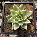 Echeveria Agavoides 'Elkhorn' Variegated 2"-3" Succulent Plant Cutting