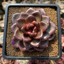 Echeveria 'Pine Rose' 2"-3" Succulent Plant Cutting