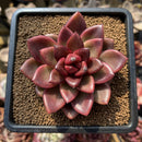 Echeveria 'Pine Rose' 2"-3" Succulent Plant Cutting