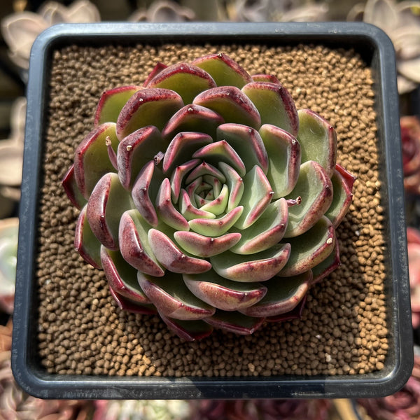 Echeveria 'Black Pink' 2"-3" Succulent Plant Cutting