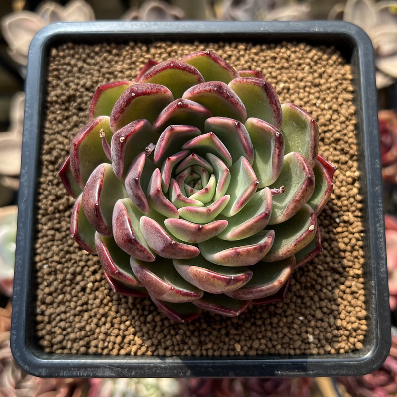 black and pink succulent Echeveria 'Black Pink' 2"-3" Succulent Plant Cutting