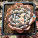Echeveria 'Orange Monroe' 2" Succulent Plant Cutting