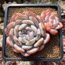 Echeveria 'Orange Monroe' 2" Succulent Plant Cutting