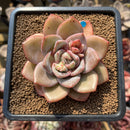 Echeveria 'German Champaign' 2" Succulent Plant Cutting