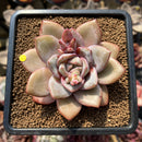 Echeveria 'German Champaign' 2" Succulent Plant Cutting