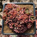 Echeveria Agavoides 'Red Crow' Crested 3" Succulent Plant Cutting