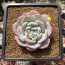 Echeveria 'Baidu' 2" Succulent Plant Cutting