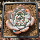 Echeveria 'Baidu' 2" Succulent Plant Cutting