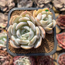 Echeveria 'Lehman' 2" Succulent Plant Cutting