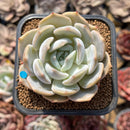 Echeveria 'Lehman' 2" Succulent Plant Cutting
