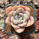 Echeveria 'Florence' 2" Succulent Plant Cutting