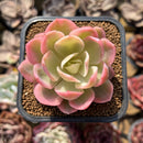 Echeveria 'Pink Vera' Variegated 2" Succulent Plant Cutting