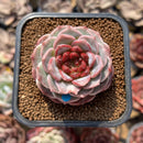 Echeveria 'Red Velvet' 2" Succulent Plant Cutting