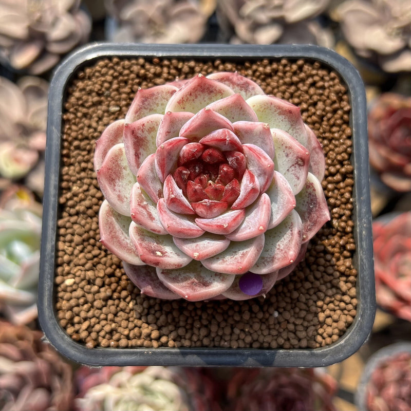 red velvet succulent Echeveria 'Red Velvet' 2" Succulent Plant Cutting