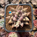 Pachyphytum 'Angels Finger' 2" Succulent Plant Cutting