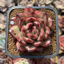 Echeveria 'Tim' 2" Succulent Plant Cutting