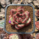 Echeveria 'Tim' 2" Succulent Plant Cutting