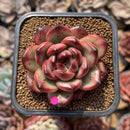 Echeveria 'Tim' 2" Succulent Plant Cutting