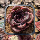 Echeveria 'Moila' 2" New Hybrid Succulent Plant Cutting