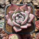 Echeveria 'Black Sabbath' 2" Succulent Plant Cutting