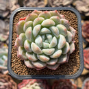 Echeveria 'Phantom of Pink' 2" Succulent Plant Cutting
