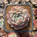 Echeveria 'Ultra Violet' 2" Succulent Plant Cutting