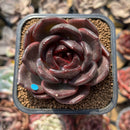 Echeveria 'Black Mink' 2" Succulent Plant Cutting