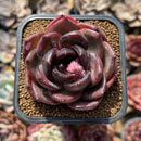 Echeveria 'Black Mink' 2" Succulent Plant Cutting