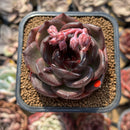 Echeveria 'Black Mink' 2" Succulent Plant Cutting