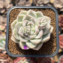 Echeveria 'Queens Rose' 2" Succulent Plant Cutting
