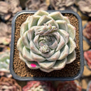 Echeveria 'Queens Rose' 2" Succulent Plant Cutting