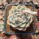 Echeveria 'Queens Rose' 2" Succulent Plant Cutting
