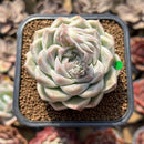 Echeveria 'Queens Rose' 2" Succulent Plant Cutting