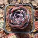 Echeveria 'Dark Opal' 2" Succulent Plant Cutting