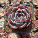 Echeveria 'Dark Opal' 2" Succulent Plant Cutting