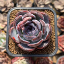 Echeveria 'Dark Opal' 2" Succulent Plant Cutting